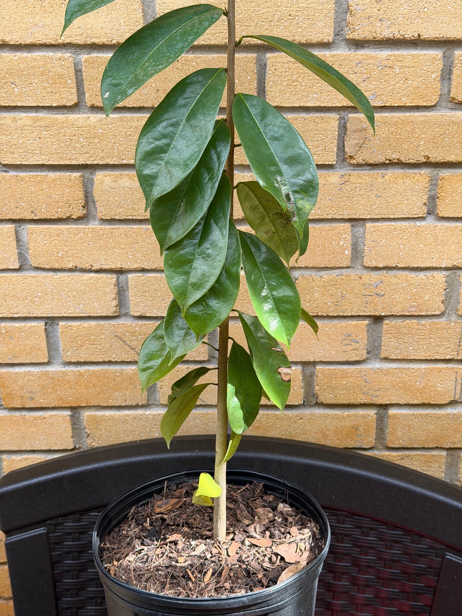 Classic Miami Yard Bundle