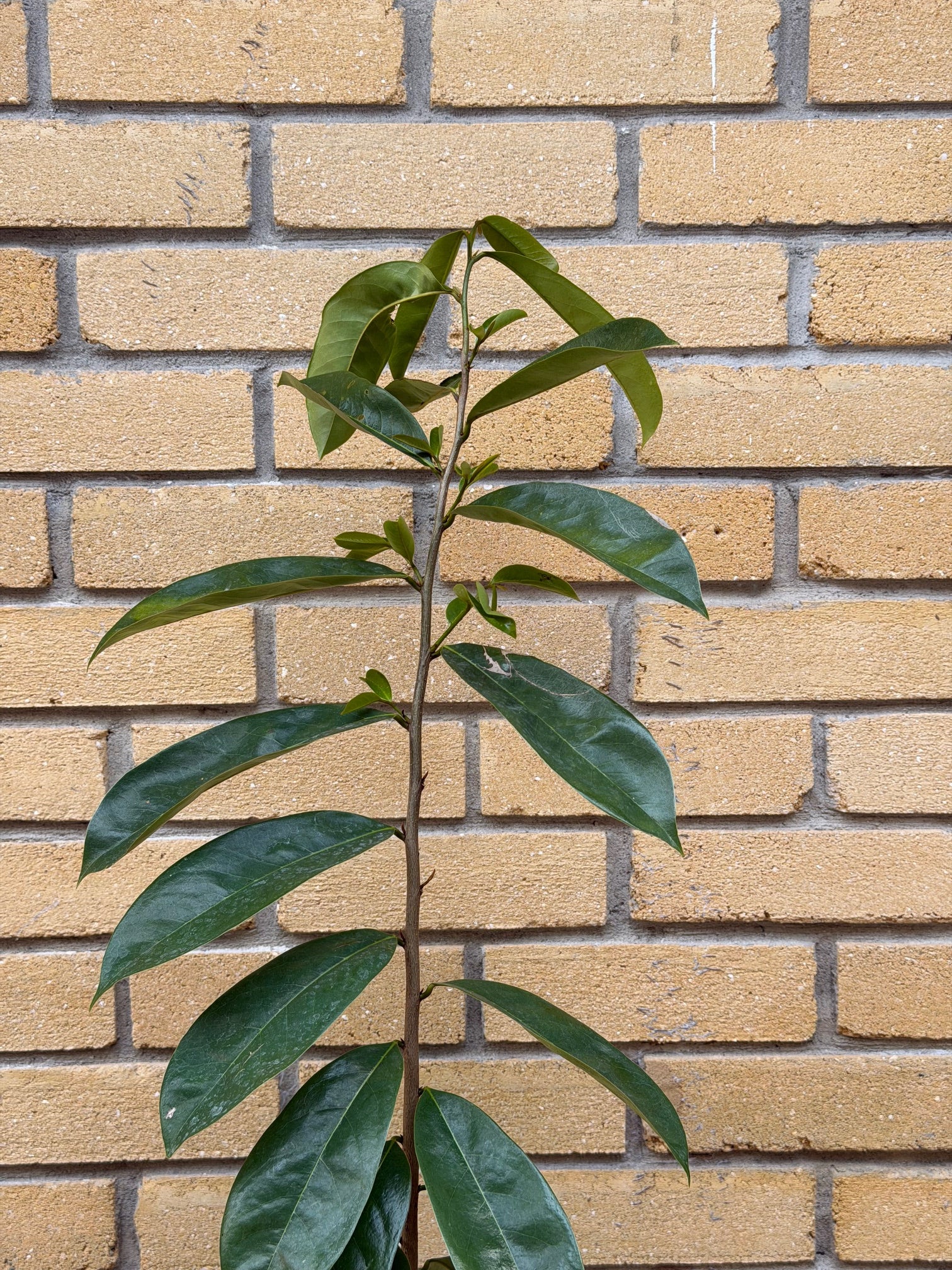 Soursop / Guanabana Plant 24+ Inch