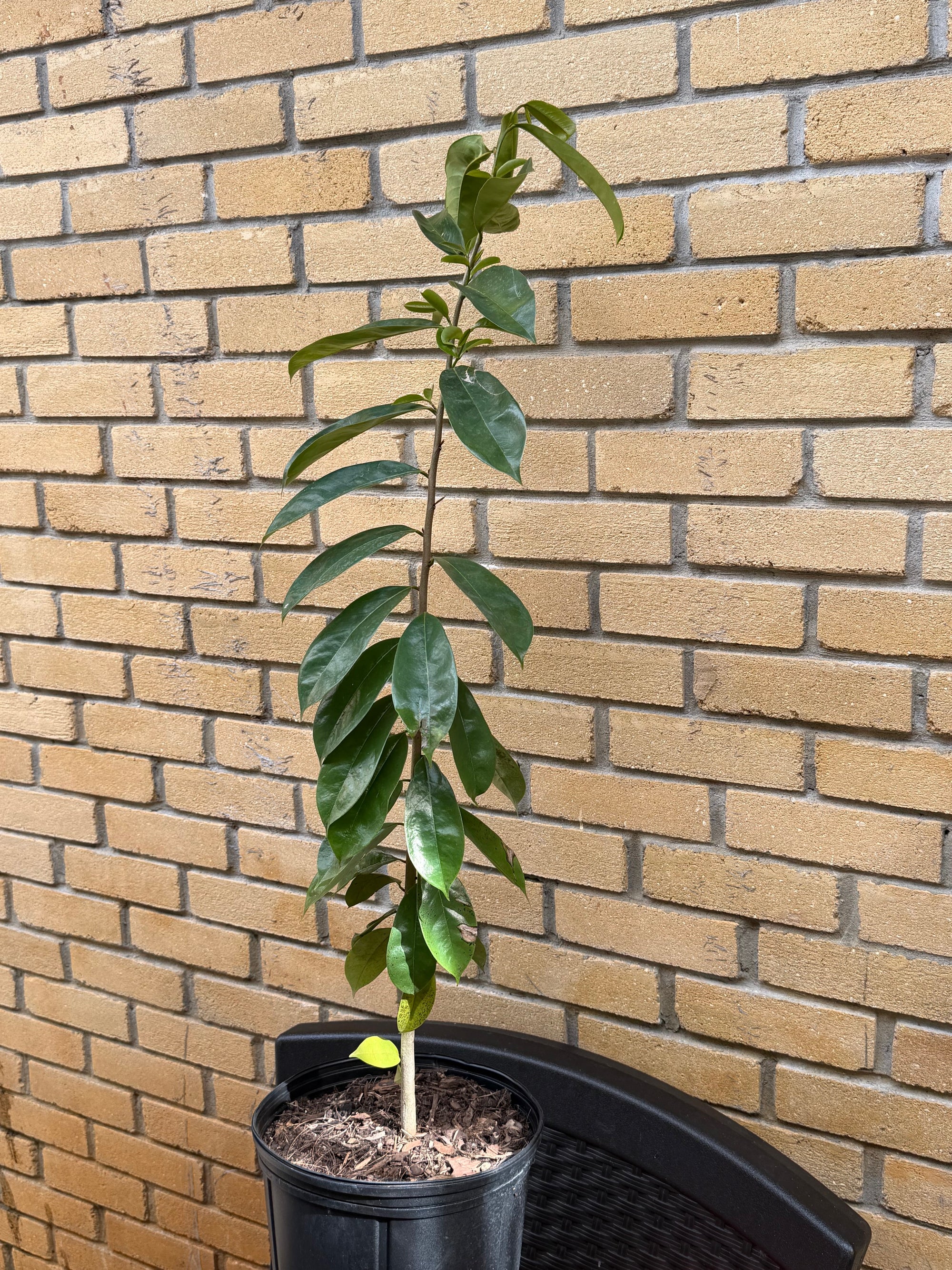 Soursop / Guanabana Plant 24+ Inch