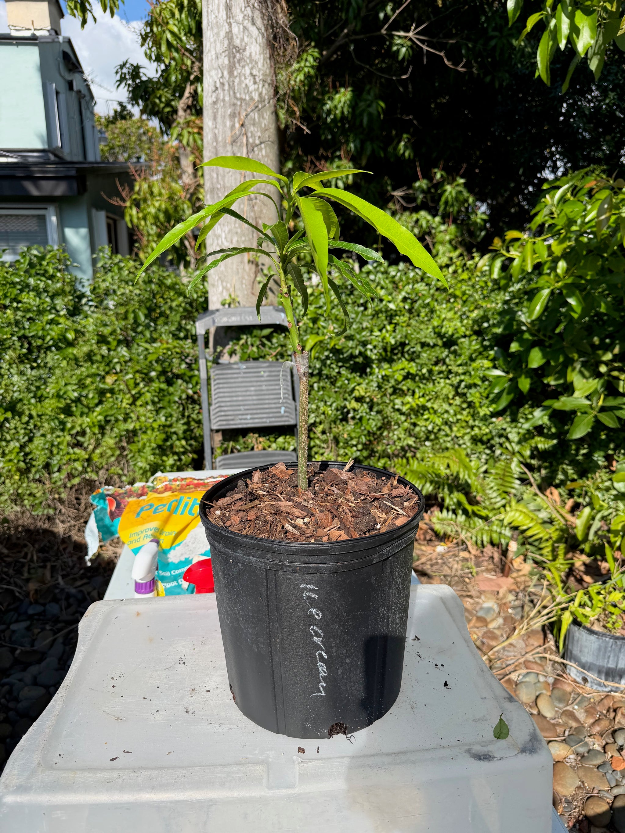 Ice Cream (Dwarf) Mango Grafted Plant