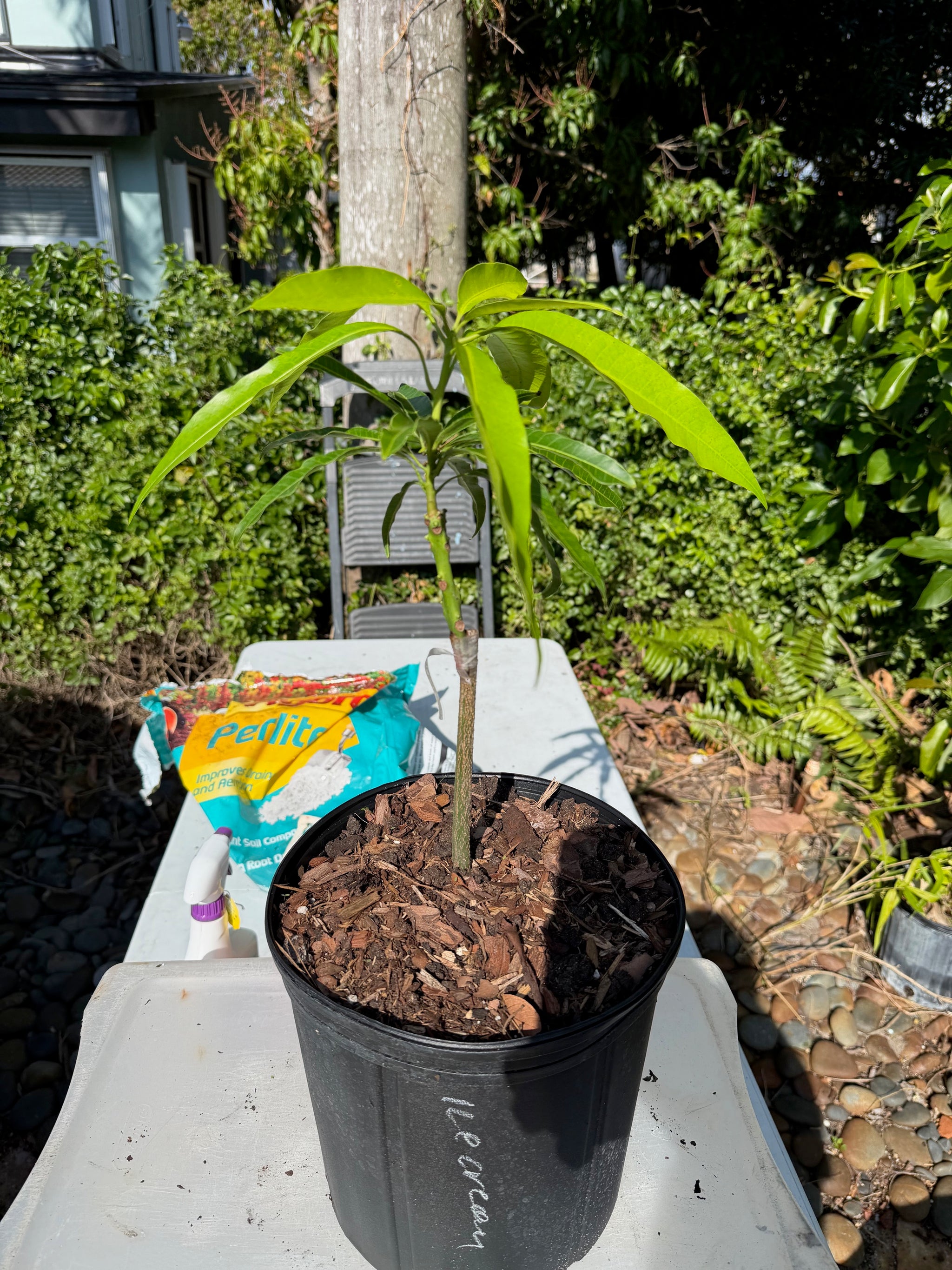 Ice Cream (Dwarf) Mango Grafted Plant