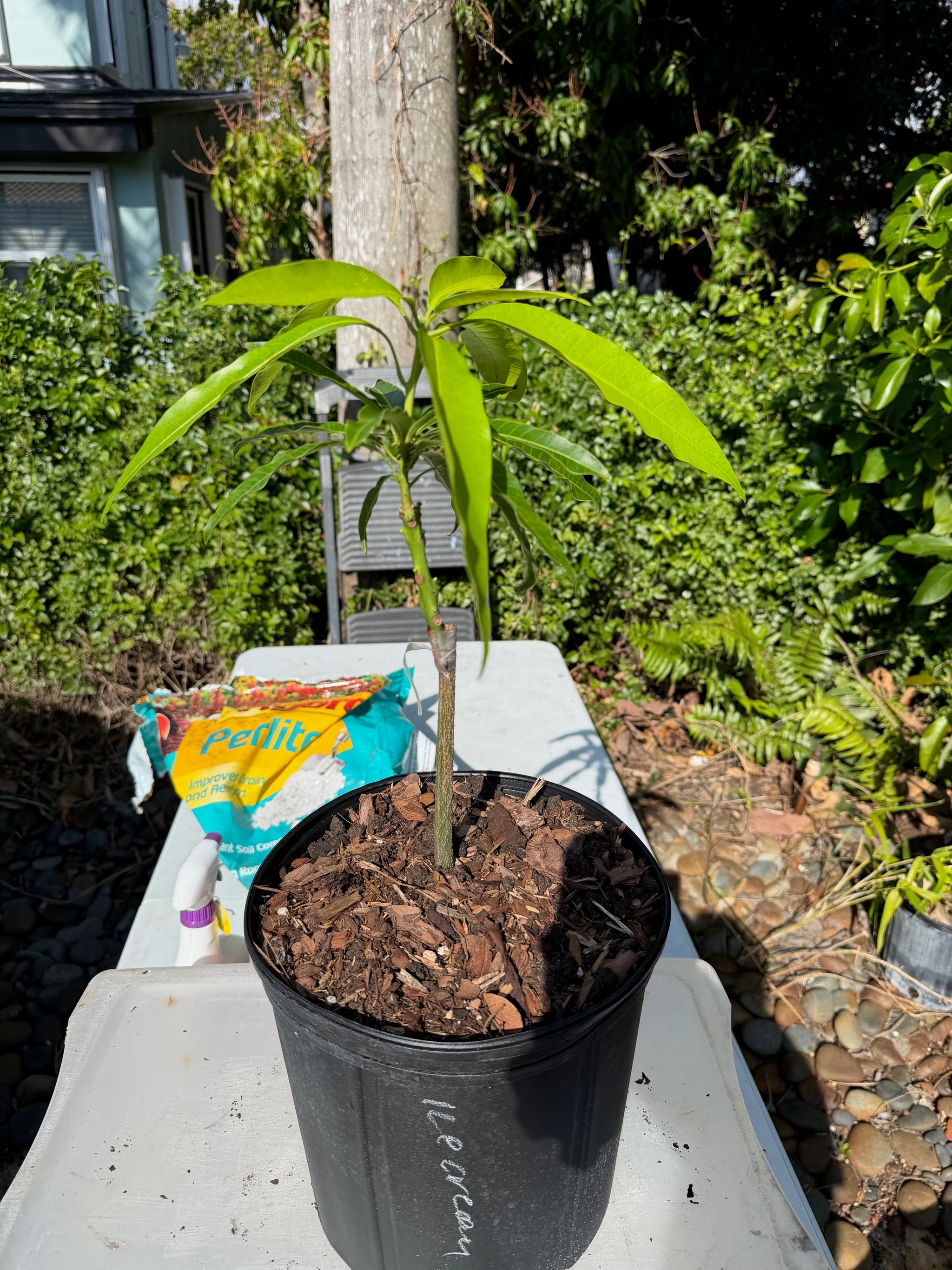 Ice Cream (Dwarf) Mango Grafted Plant