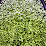 Arugula Microgreens