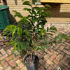 Soursop / Guanabana Tree