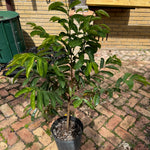 Soursop / Guanabana Tree