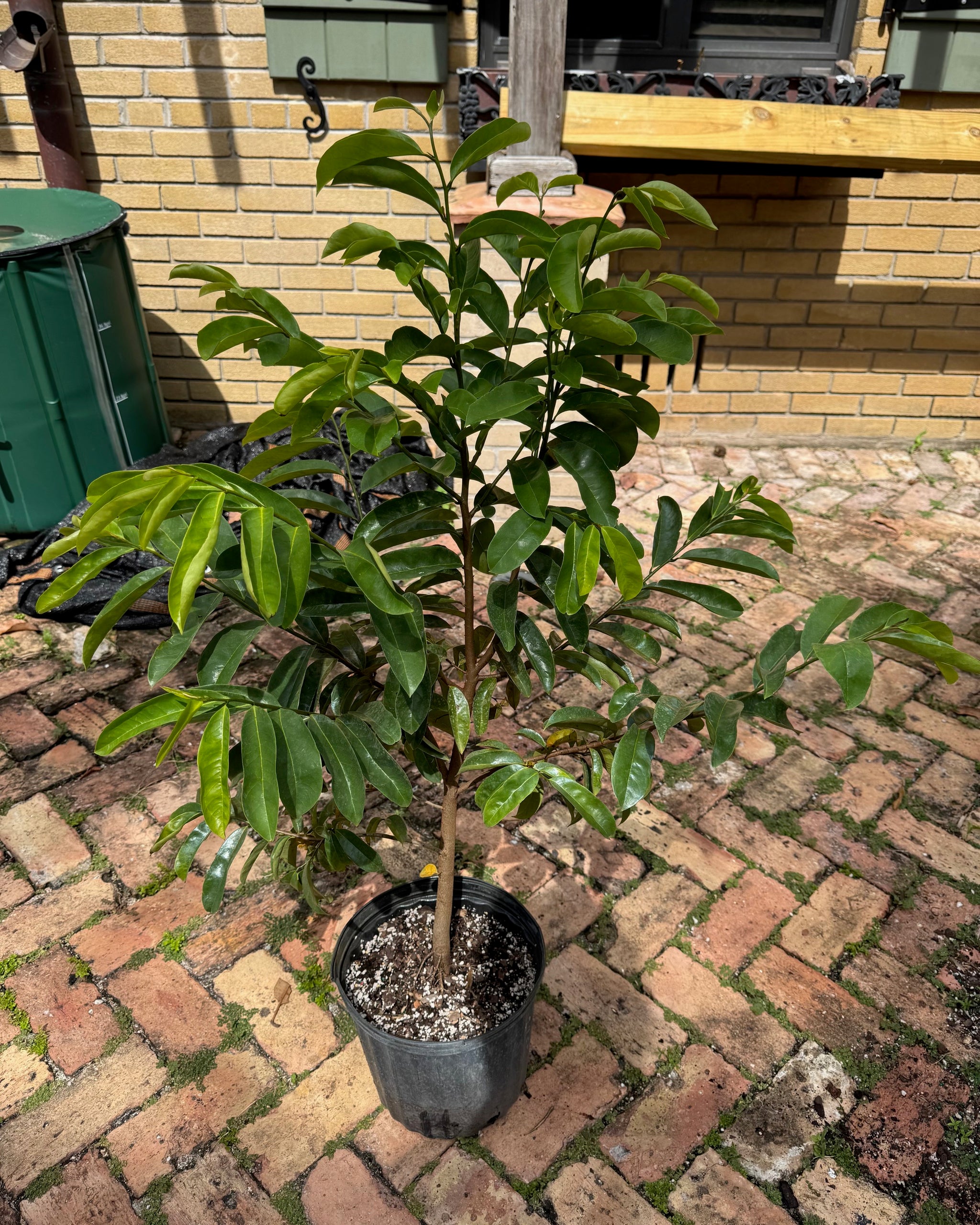 Soursop / Guanabana Tree