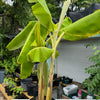 Plantain Plant (Platano Macho)