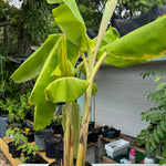 Plantain Plant (Platano Macho)