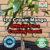 Ice Cream Mango Grafted