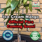 Ice Cream Mango Grafted