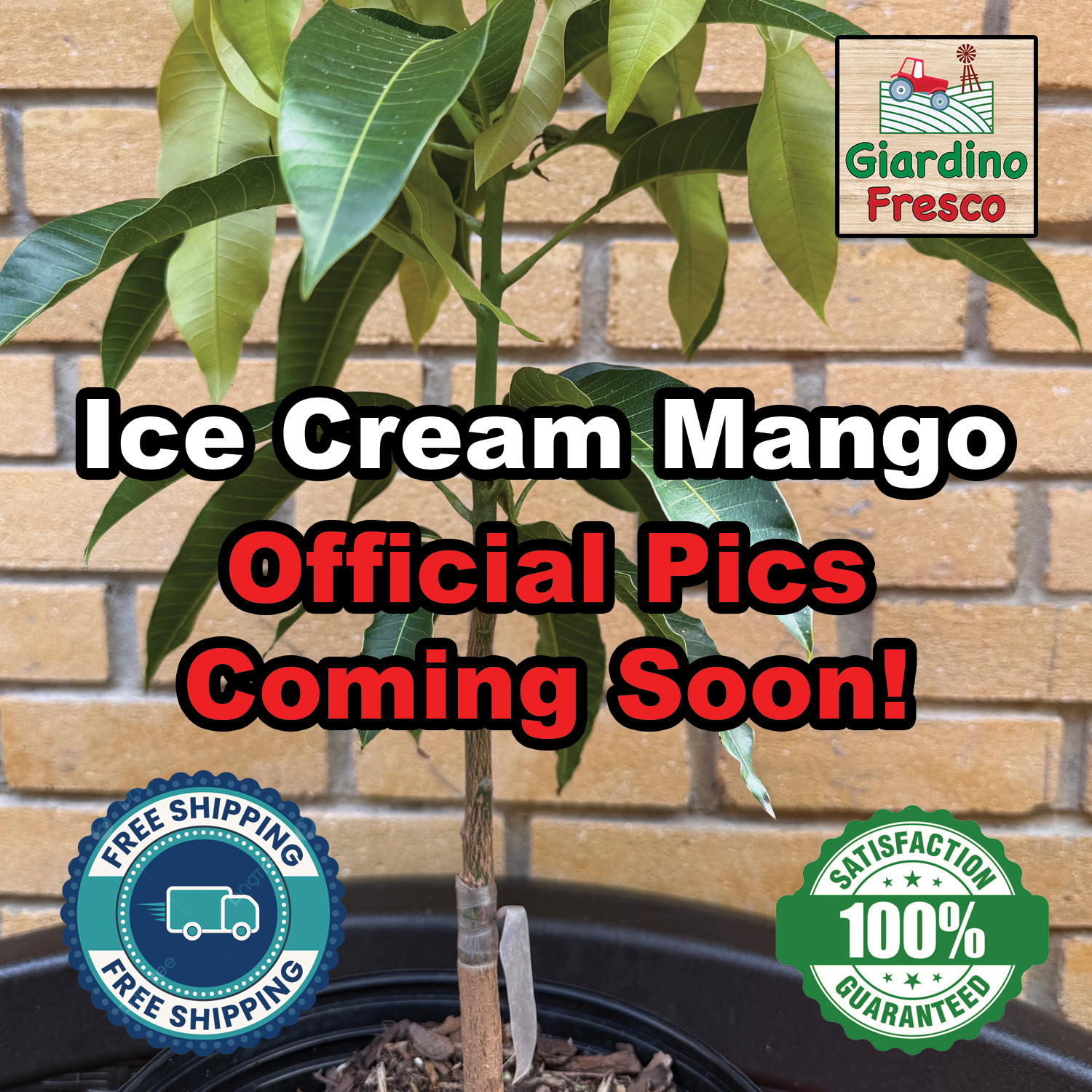 Ice Cream Mango Grafted