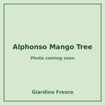 Alphonso Mango Tree 3 gallon – photo coming soon – Giardino Fresco