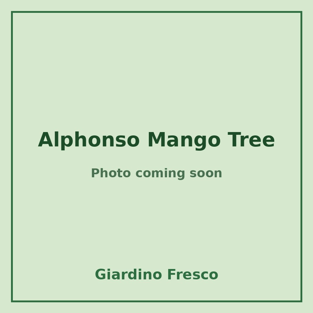 Alphonso Mango Tree 3 gallon – photo coming soon – Giardino Fresco