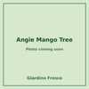 Angie Mango Tree 3 gallon – photo coming soon – Giardino Fresco