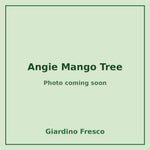 Angie Mango Tree 3 gallon – photo coming soon – Giardino Fresco