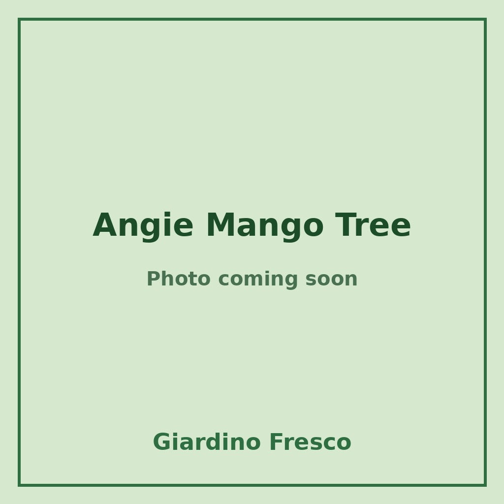 Angie Mango Tree 3 gallon – photo coming soon – Giardino Fresco