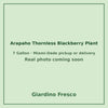 Arapaho Thornless Blackberry plant 7 gallon – real photo coming soon