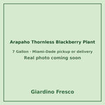 Arapaho Thornless Blackberry plant 7 gallon – real photo coming soon