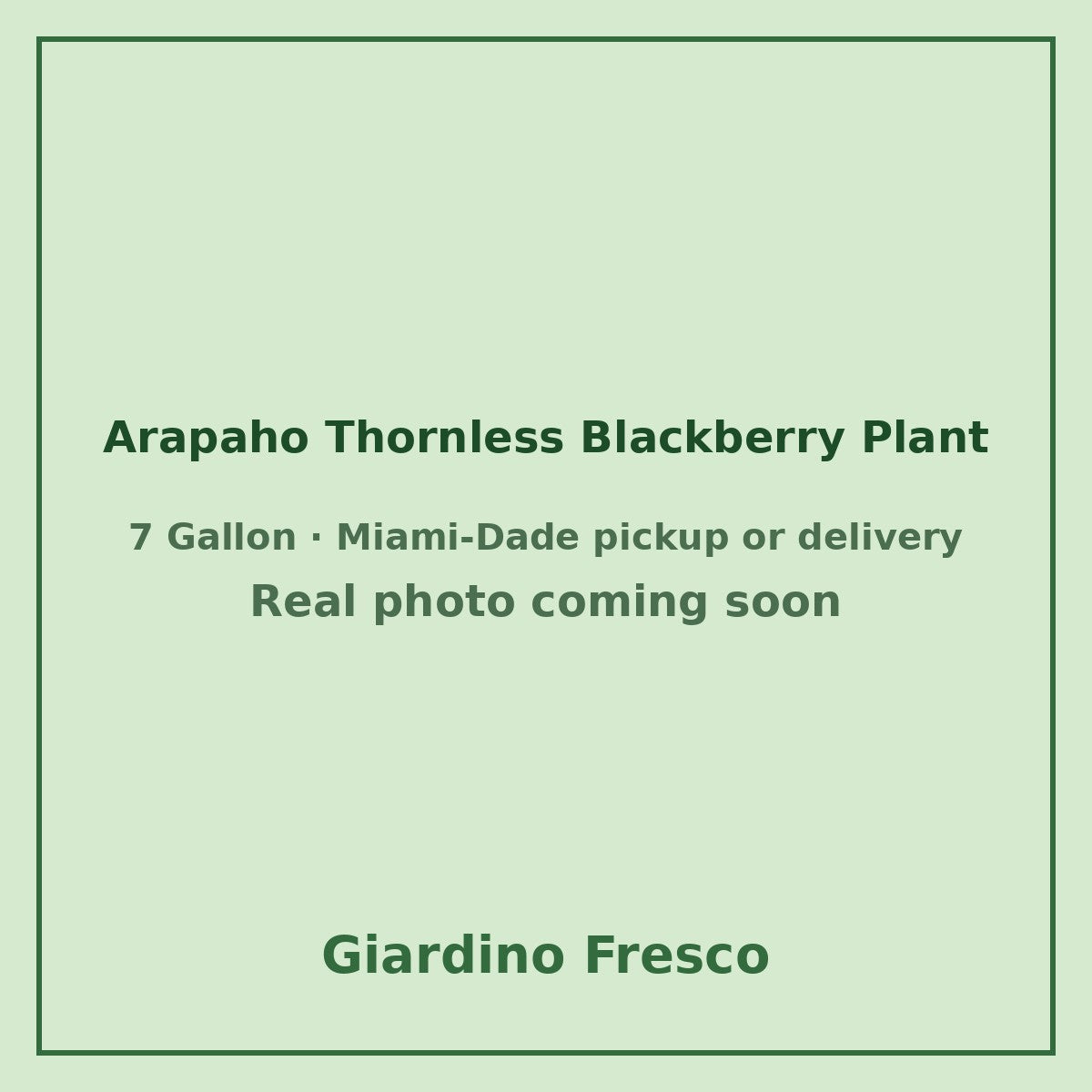 Arapaho Thornless Blackberry plant 7 gallon – real photo coming soon