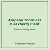 Arapaho Thornless Blackberry Plant 3 gallon – photo coming soon – Giardino Fresco