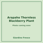 Arapaho Thornless Blackberry Plant 3 gallon – photo coming soon – Giardino Fresco