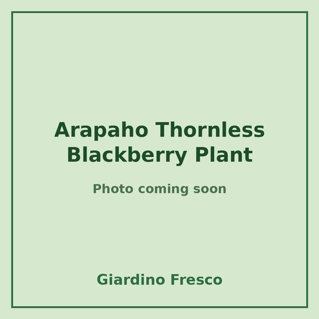 Arapaho Thornless Blackberry Plant 3 gallon – photo coming soon – Giardino Fresco