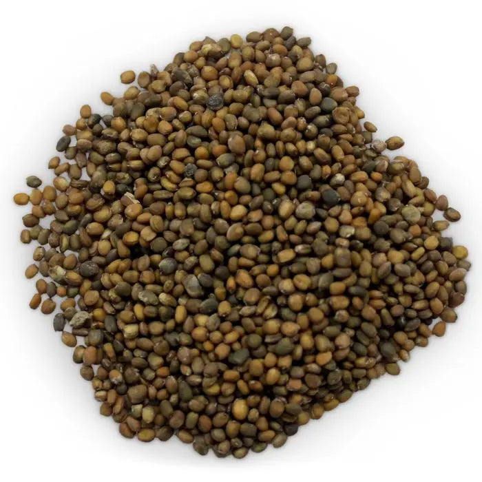 Arugula Slow Bolt Seeds