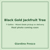 Black Gold Jackfruit tree 7 gallon – real photo coming soon