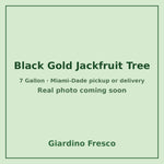 Black Gold Jackfruit tree 7 gallon – real photo coming soon
