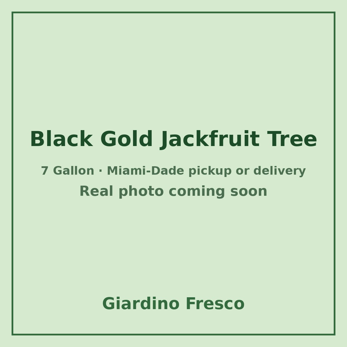 Black Gold Jackfruit tree 7 gallon – real photo coming soon
