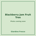 Blackberry Jam Fruit Tree 3 gallon – photo coming soon – Giardino Fresco