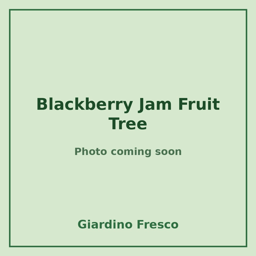 Blackberry Jam Fruit Tree 3 gallon – photo coming soon – Giardino Fresco