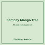 Bombay Mango Tree 3 gallon – photo coming soon – Giardino Fresco