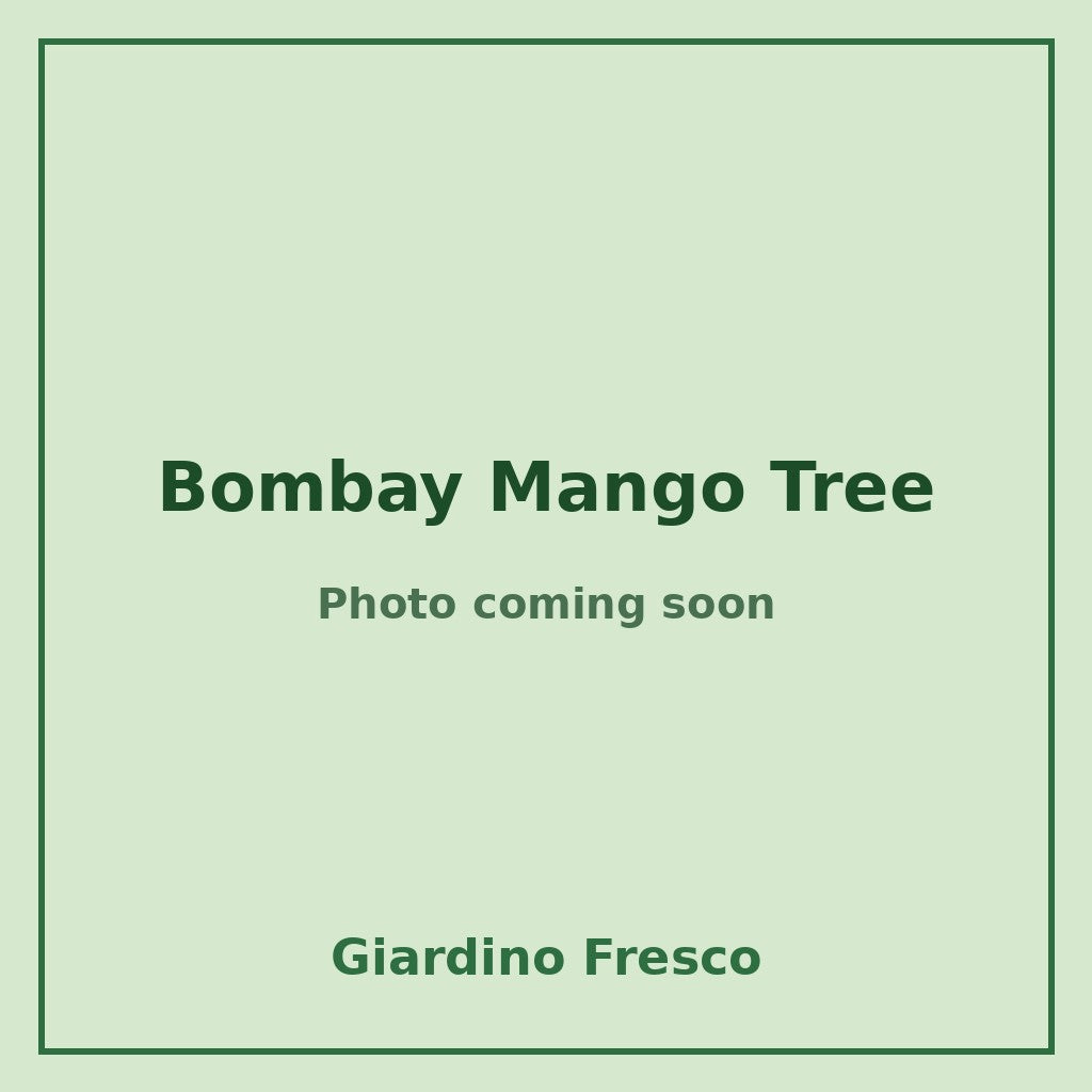 Bombay Mango Tree 3 gallon – photo coming soon – Giardino Fresco