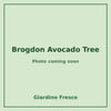 Brogdon Avocado Tree 3 gallon – photo coming soon – Giardino Fresco