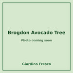 Brogdon Avocado Tree 3 gallon – photo coming soon – Giardino Fresco