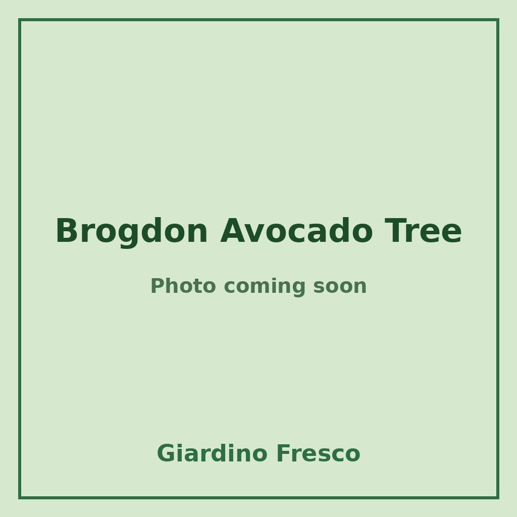 Brogdon Avocado Tree 3 gallon – photo coming soon – Giardino Fresco