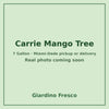 Carrie Mango tree 7 gallon – real photo coming soon