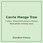 Carrie Mango tree 7 gallon – real photo coming soon