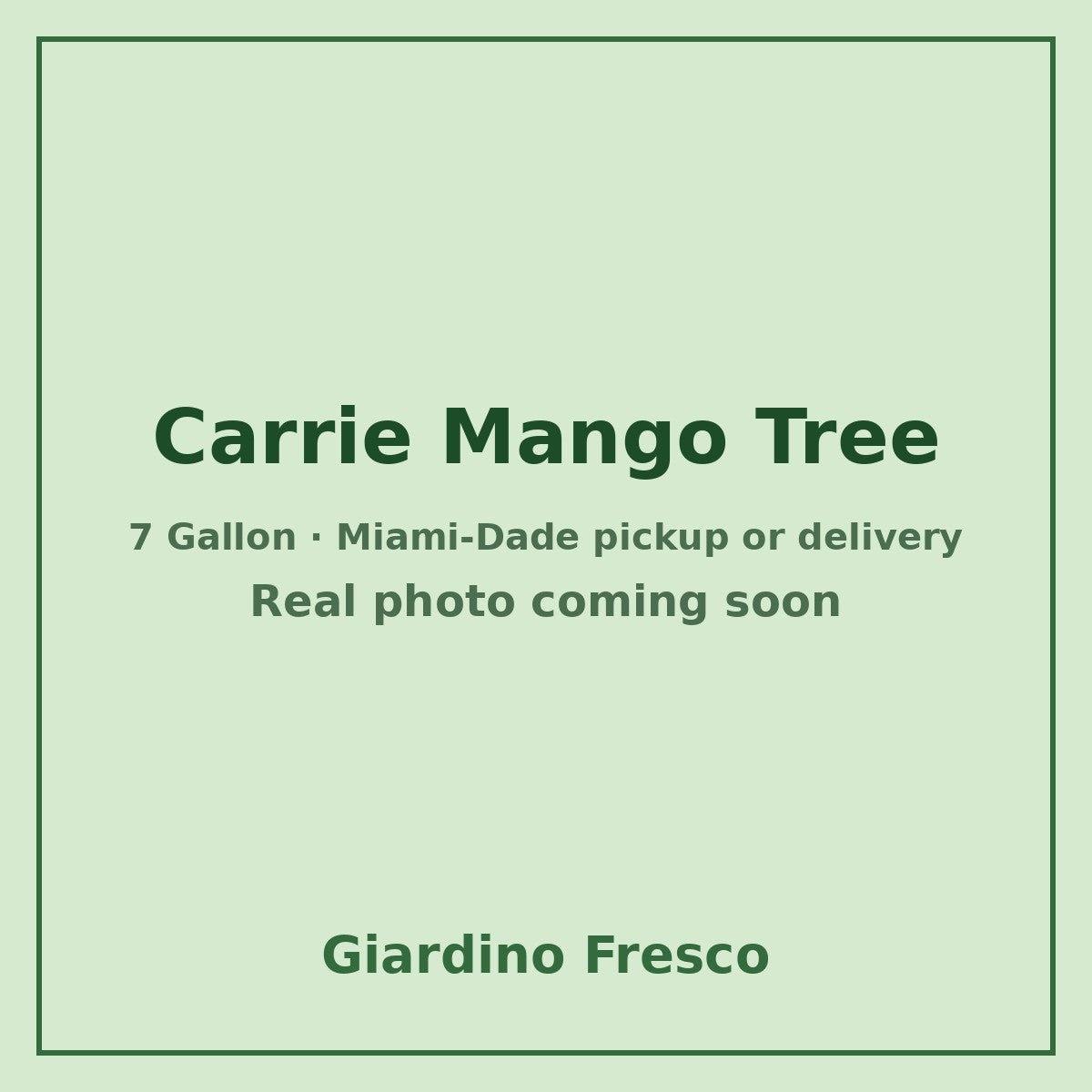 Carrie Mango tree 7 gallon – real photo coming soon