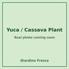 Yuca cassava plant – real photo coming soon