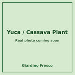 Yuca cassava plant – real photo coming soon