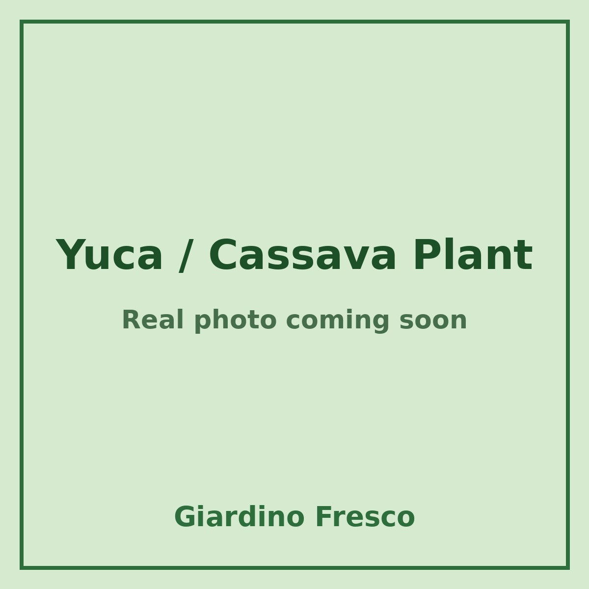 Yuca cassava plant – real photo coming soon