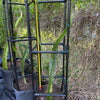 Pink dragonfruit plants in 7 gallon pots with black metal trellises, Miami nursery