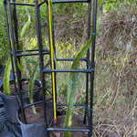 Pink dragonfruit plants in 7 gallon pots with black metal trellises, Miami nursery