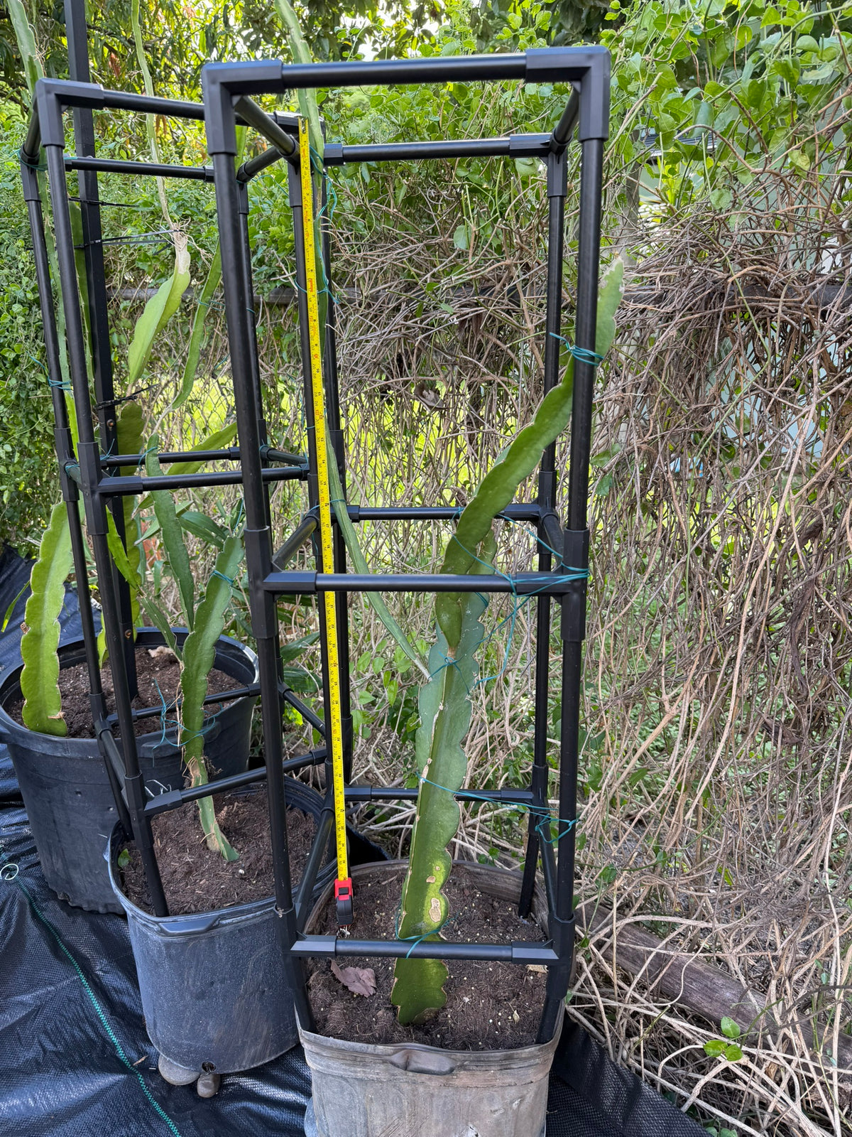 Pink dragonfruit plants in 7 gallon pots with black metal trellises, Miami nursery