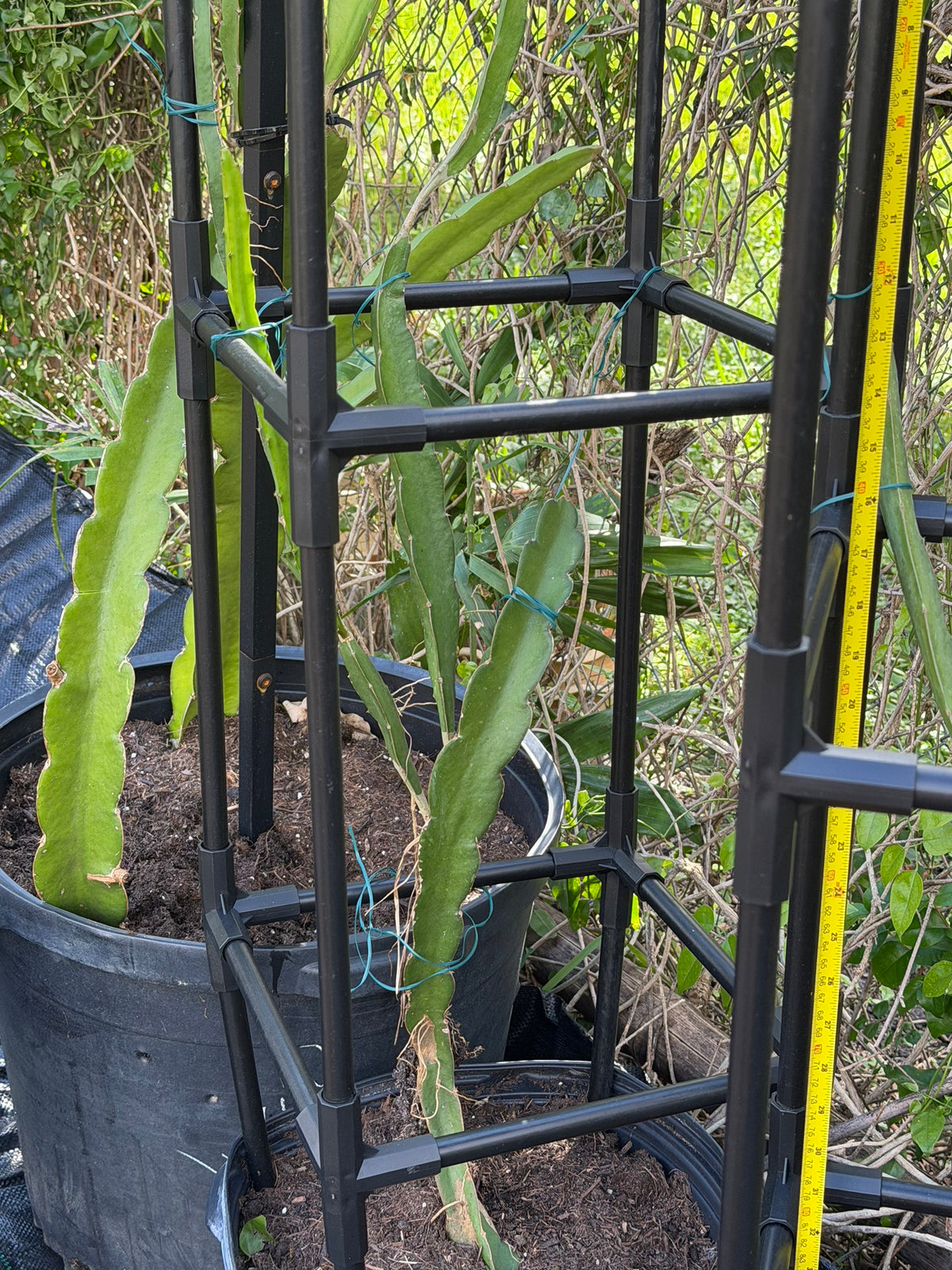 Pink dragonfruit plant in 7 gallon pot with trellis and measuring tape, Miami
