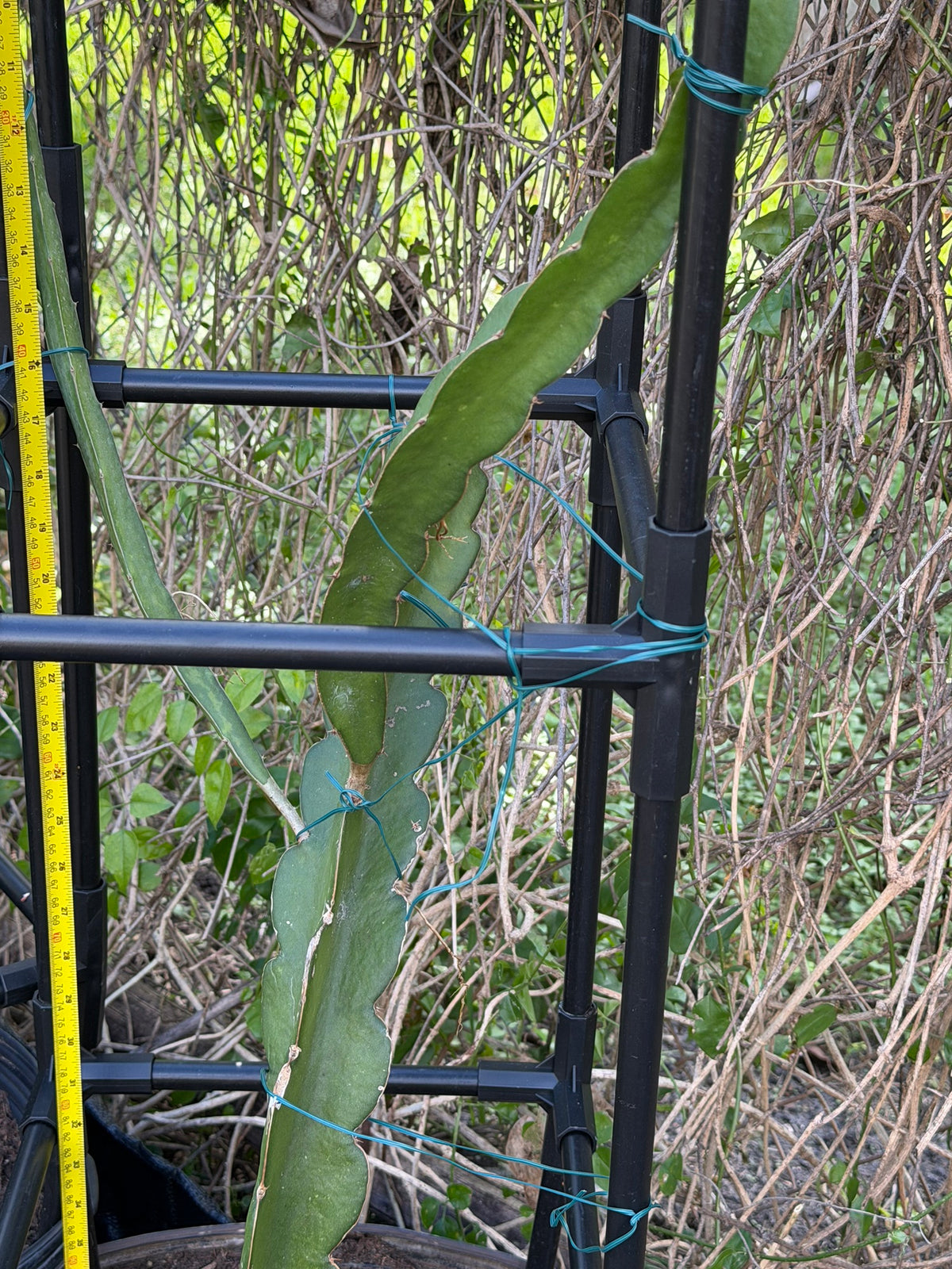 Close-up of pink dragonfruit cactus stem climbing a trellis, Miami
