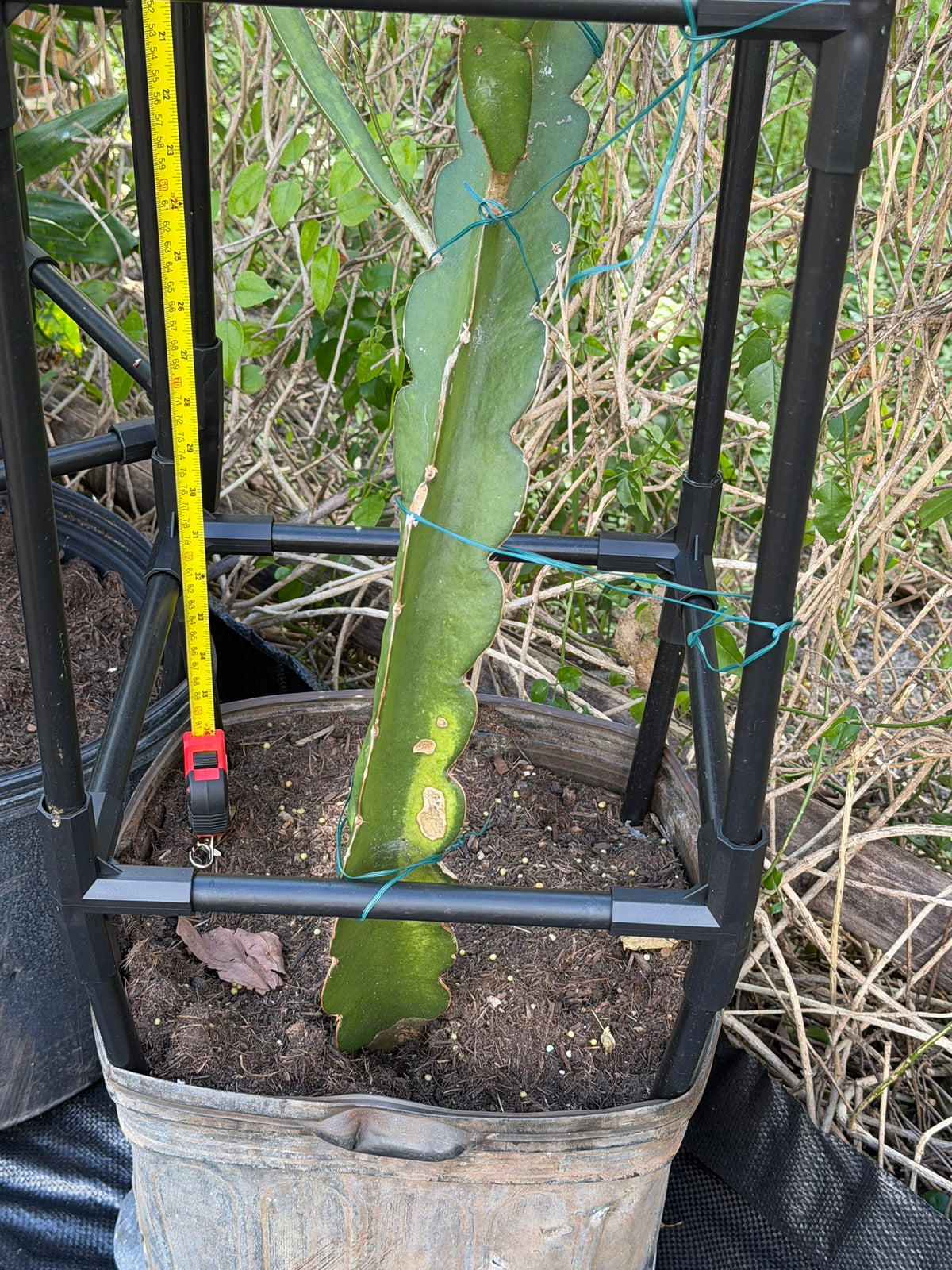 Pink dragonfruit plant growing in 7 gallon pot with trellis, Miami