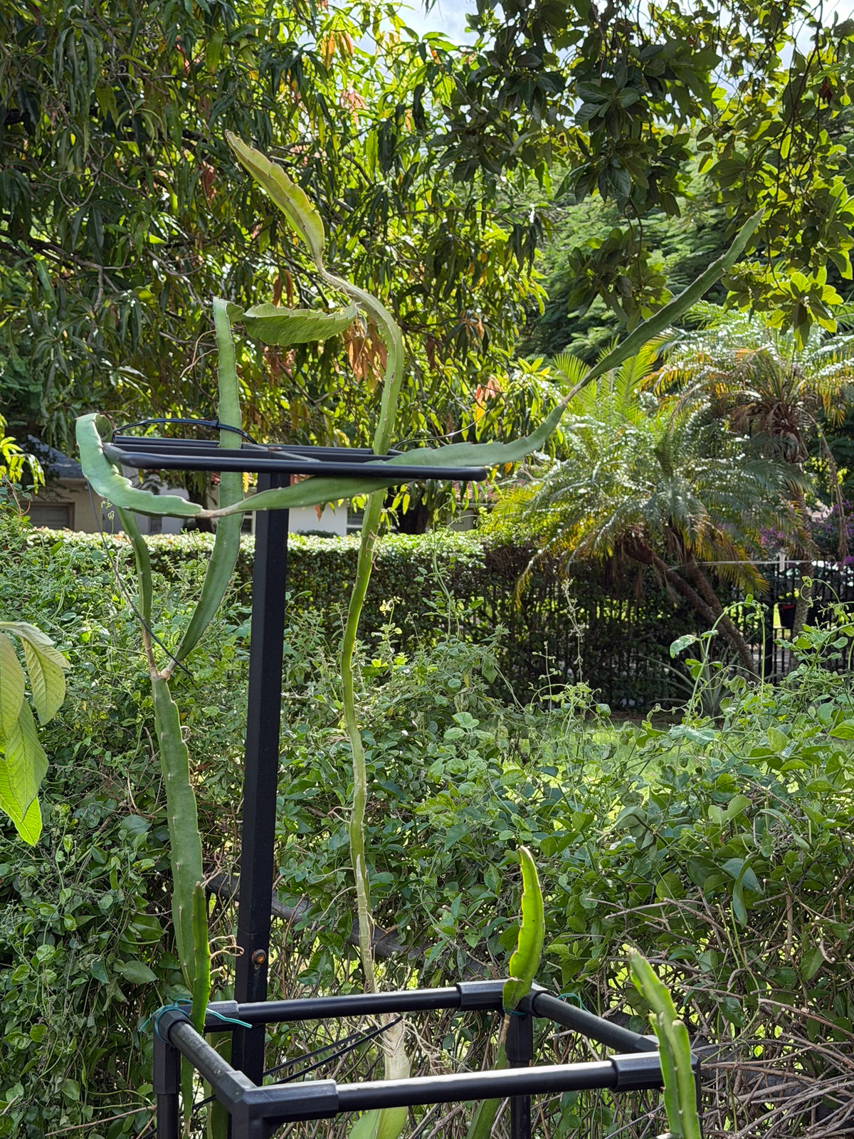 Pink dragonfruit plant on trellis in a Miami garden